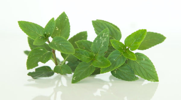 Nurturing Peppermint as a Powerful Fever Reducer