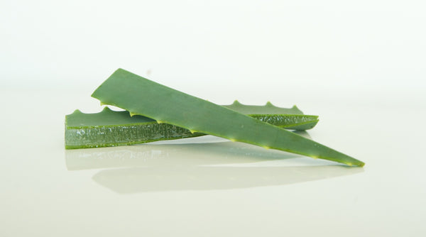 [Tutorial] Using Aloe Vera as Medicine