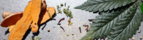 Treating Chronic Condition Symptoms with ANSHI Total Healing Turmeric