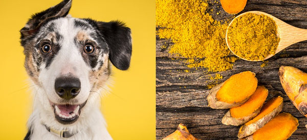 Natural Pain Relief and Turmeric For Dogs (and You)